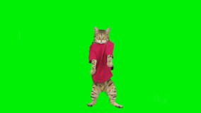 Bengal cat dancing on green screen isolated with chroma key.