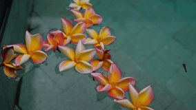 Close up of Frangipani (Plumeria) floating on the water, daytime shoot. High quality 4k footage