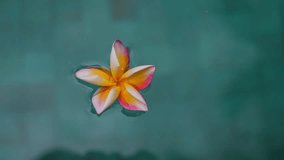 Close up of Frangipani (Plumeria) floating on the water, daytime shoot. High quality 4k footage - Powered by Shutterstock - Get 15% off with code: PIKWIZARD15