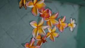 Close up of Frangipani (Plumeria) floating on the water, daytime shoot. High quality 4k footage - Powered by Shutterstock - Get 15% off with code: PIKWIZARD15