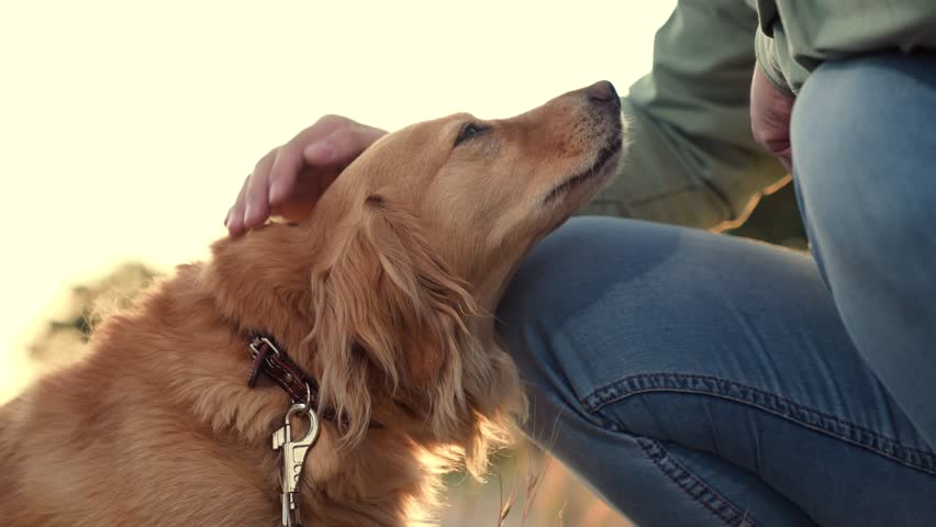 Owner holds paw and feeds red cocker spaniel dog sitting in evening park man owner teaches cocker spaniel dog trick in spring park man feeds friendly dog in sunset field on country weekend closeup Royalty-Free Stock Footage #1108710791