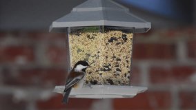 HD Video of several birds eating from a bird feeder, brick wall background. Birds flying landing on bird feeder and taking off, competing for space.