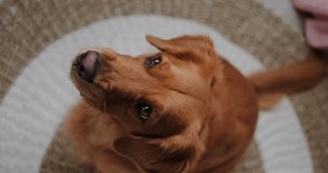 Portrait of dog patiently waits for a command from its owner. Vertical video of a golden retriever, looking at the camera and sitting on the floor. Teaching dogs new commands, pet store and veterinary