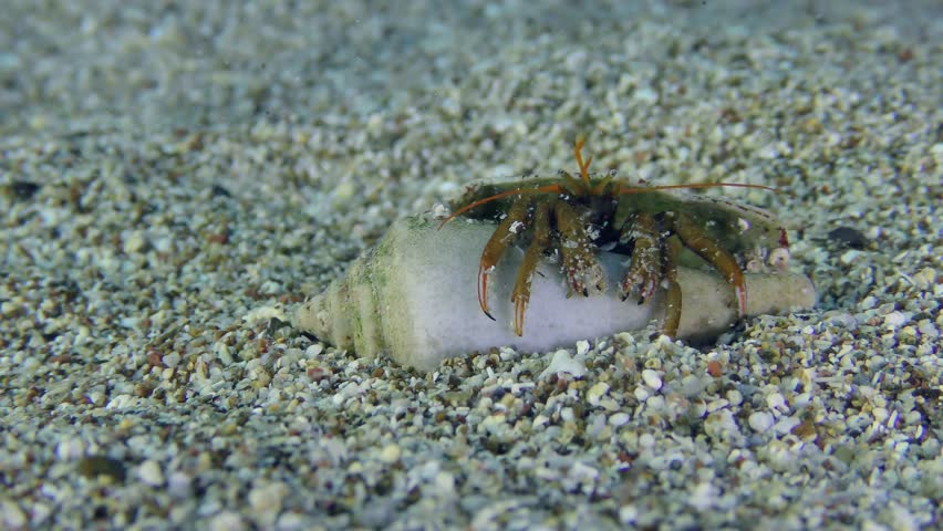 Hermit crab (Clibanarius erythropus) settles in the shells of various gastropods, crayfish protrudes from the shell of Cone snail. Mediterranean.