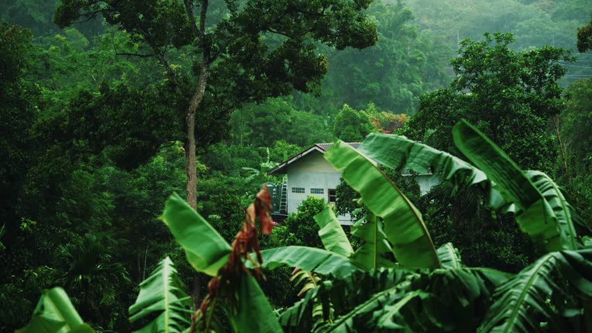 A white house inside a large rainforest Royalty-Free Stock Footage #1108724781