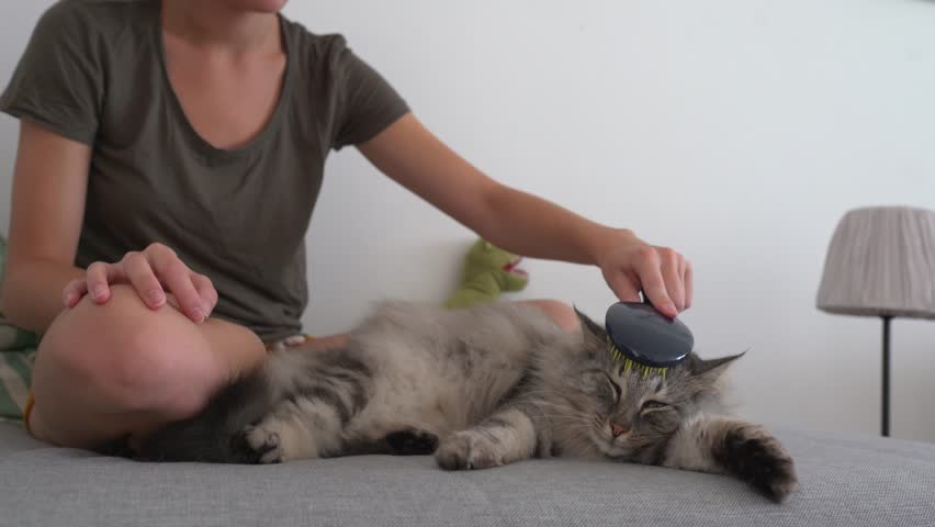 cat grooming house. teenage girl, sitting on sofa, combs with an animal comb fluffy gray cat lazily lying on sofa. Interaction between pet and owner. home life with pet Royalty-Free Stock Footage #1108733621