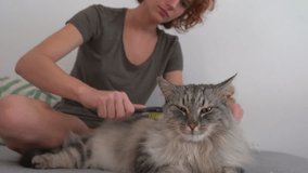 cat grooming house. teenage girl, sitting on sofa, combs with an animal comb fluffy gray cat lazily lying on sofa. Interaction between pet and owner. home life with pet - Powered by Shutterstock - Get 15% off with code: PIKWIZARD15