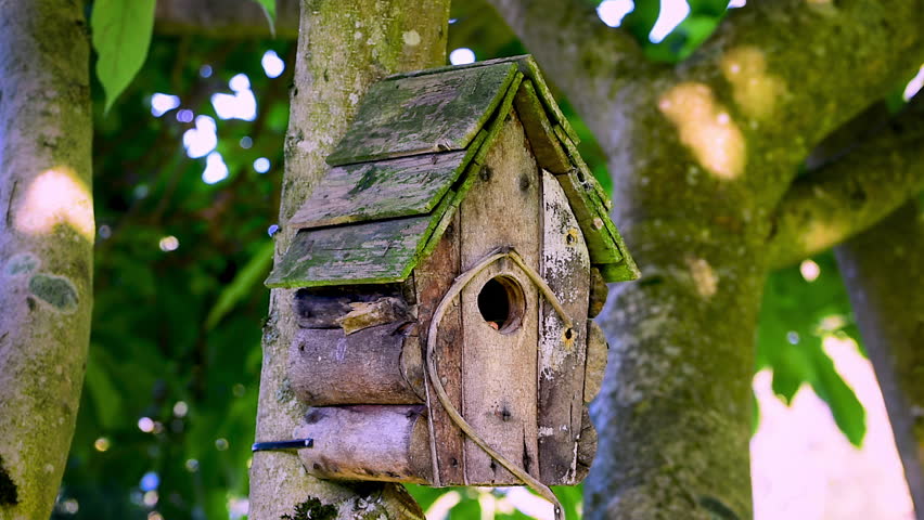 Blue tit bird (Cyanistes caeruleus) pecking food from bird house