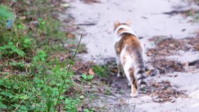 A cat walking along a forest path. Pet. Short video footage.
