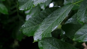Rain falls on the green leaf of the plant. Video recording of autumn rain.