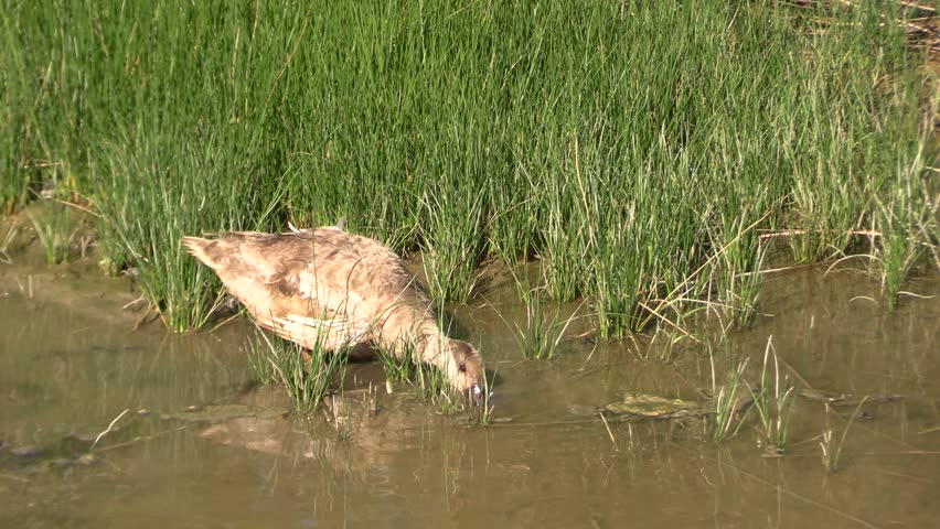 duck looking for food in a pond in the Camargue 