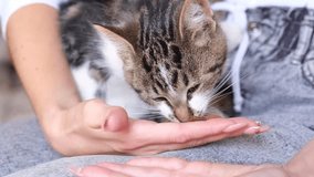 A girl feeds a kitten from her hand. Kitten eat dry food