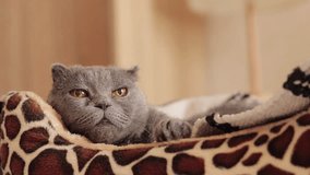 The British cat is lying in its bed. Items for pets. Old cat, close-up muzzle. A gray purebred cat is resting in her bed