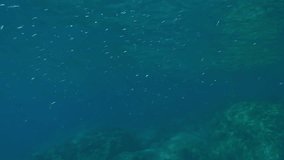 POV underwater shot, man swims underwater in Mediterranean sea to school of little fish. First person video, guy swims under surface of blue water rowing with his hands, Close up