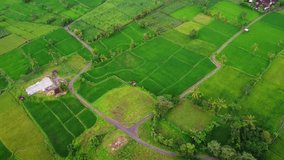 Footage of rice fields from a height using a 4K drone, rice fields in a village in Indonesia, java indonesia