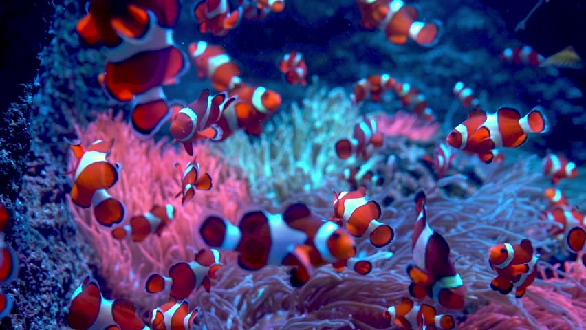 Red-and-white striped fish clown. Fish swim among algae and coral reefs. Ocean floor. Sea life. Shoal of clownfish. Royalty-Free Stock Footage #1108758877