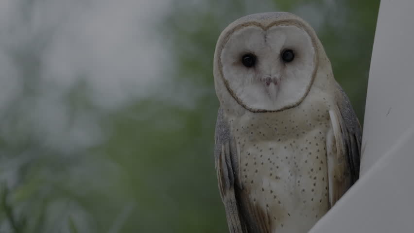 A female barn owl calling close up (with sound) in the morning. Royalty-Free Stock Footage #1108760191