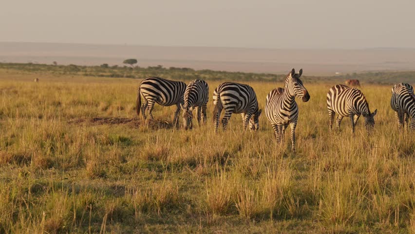 Slow Motion of Zebra Herd Grazing Savanna, Africa Animals on Wildlife Safari in Masai Mara in Kenya at Maasai Mara, Beautiful Golden Hour Sunrise Sun Light, Steadicam Tracking Following Shot Royalty-Free Stock Footage #1108761835