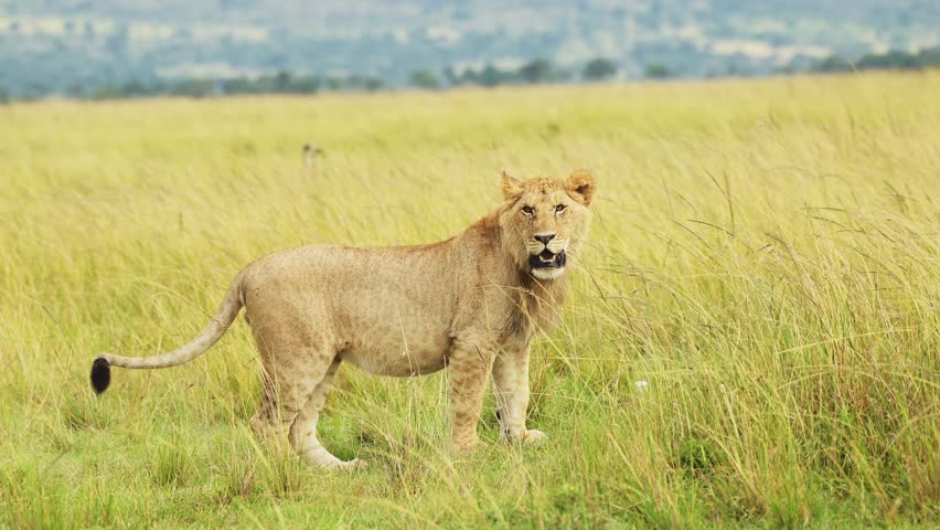 Slow Motion Shot of African Wildlife in Maasai Mara, Young male lion prowling walking through the green lush plains of Kenyan National Reserve, Africa Safari Animals in Masai Mara North Conservancy
