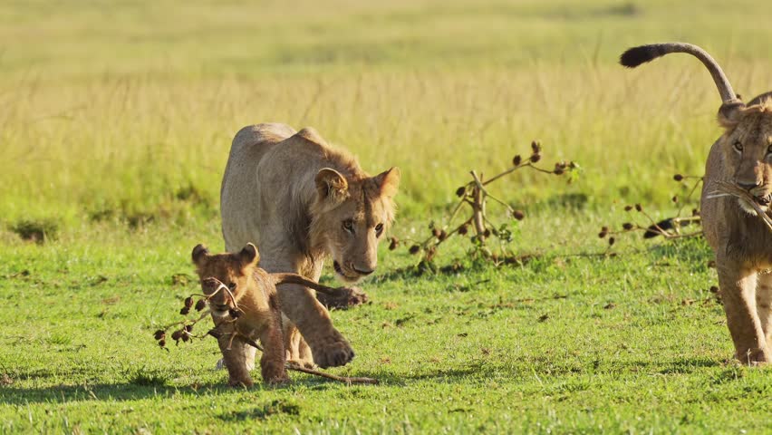 Cute African Wildlife in Maasai Mara National Reserve, Mother lioness plays with playful cute lion cubs, Kenya, Africa Safari Animals in Masai Mara North Conservancy Royalty-Free Stock Footage #1108761849