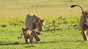 Cute African Wildlife in Maasai Mara National Reserve, Mother lioness plays with playful cute lion cubs, Kenya, Africa Safari Animals in Masai Mara North Conservancy - Powered by Shutterstock - Get 15% off with code: PIKWIZARD15