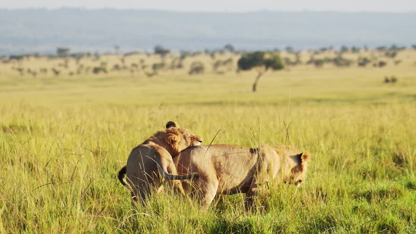 Slow Motion Shot of Two lions play fighting with amazing beautiful African Maasai Mara National Reserve in the background, Kenya, Africa Safari Animals in Masai Mara North Conservancy | Shutterstock HD Video #1108761861