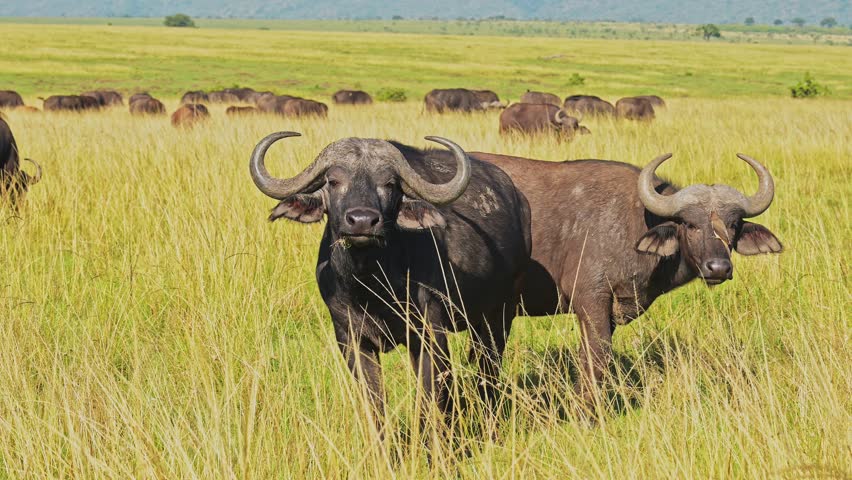 Slow Motion of African Buffalo Herd, Africa Animals on Wildlife Safari in Masai Mara in Kenya at Maasai Mara National Reserve, Nature Shot in Savannah Plains and Long Tall Grass Scenery Royalty-Free Stock Footage #1108761883