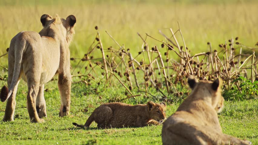 Slow Motion Shot of Playful young lion cubs play, excited energy of cute African Wildlife in Maasai Mara National Reserve, Kenya, Africa Safari Animals in Masai Mara North Conservancy | Shutterstock HD Video #1108762015