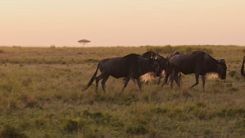 Wildebeest Herd on Great Migration in Africa, Walking on Savannah between Masai Mara in Kenya and Serengeti in Tanzania, African Wildlife Animals at Sunrise in Maasai Mara Royalty-Free Stock Footage #1108762035