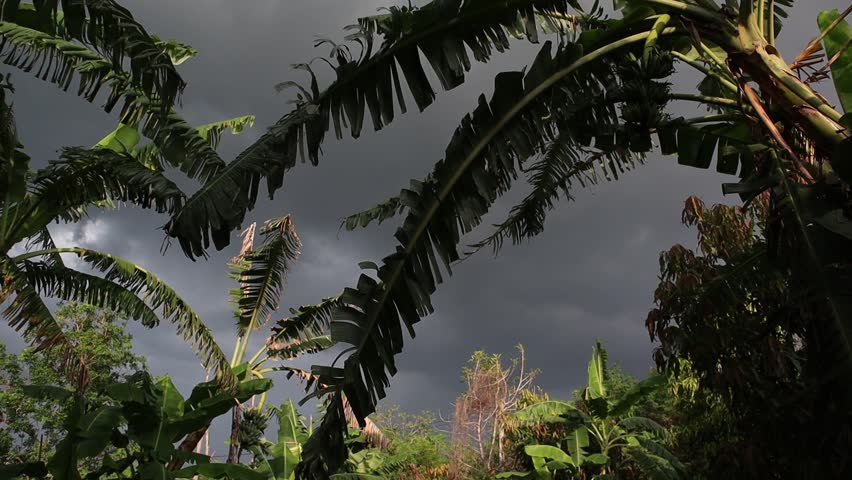 Leaves blown by the wind with rain and clouds in the black sky. During the rainy season. Tropical forest.