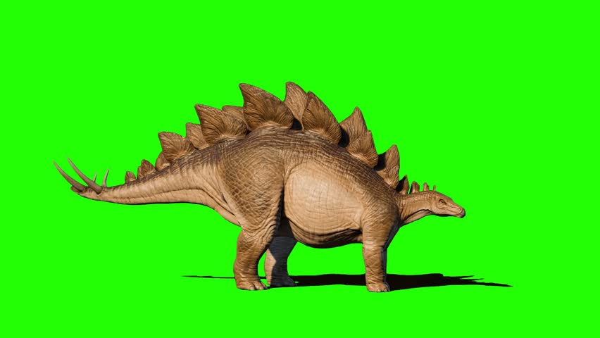Dinosaur on Green Screen - Stegosaurus  Royalty-Free Stock Footage #1108763595