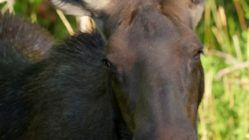 Extreme close up of a Mom and Calf Moose, fur and eyes on the side of the road in Island Park, Idaho, USA