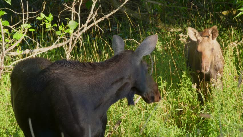 Beautiful moment between a Mom and Calf Moose on the side of the road in Island Park, Idaho, USA