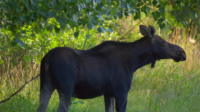 Mom Moose eating leaves on the side of the road in Island Park, Idaho, USA