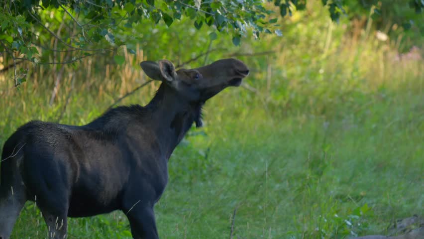 Female Moose eating leaves on the side of the road in Island Park, Idaho, USA