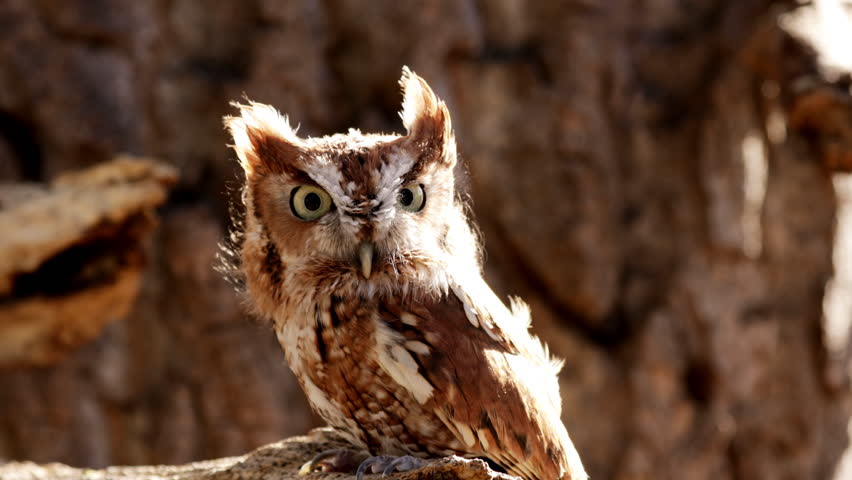 Close up of a cute and fuzzy Eastern Screech Owl