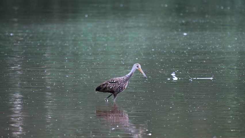A limpkin or Aramus guarauna wading around in a dirty lake in the late evening light.