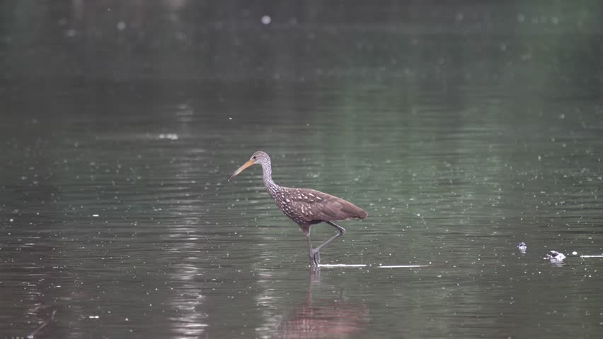 A limpkin or Aramus guarauna wading around in a dirty lake in the late evening light.