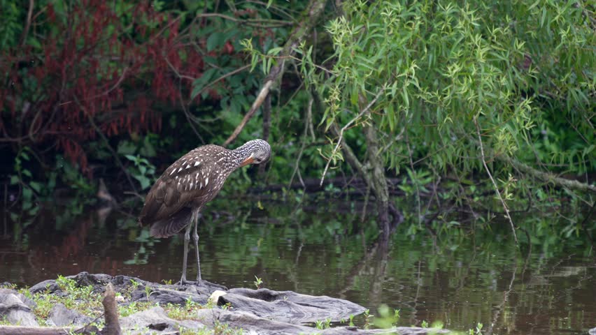 A limpkin or Aramus guarauna standing on a weathered piece of wood in a lake preening its feathers.