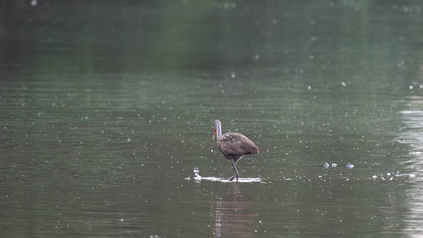 A limpkin or Aramus guarauna wading around in a dirty lake in the late evening light.