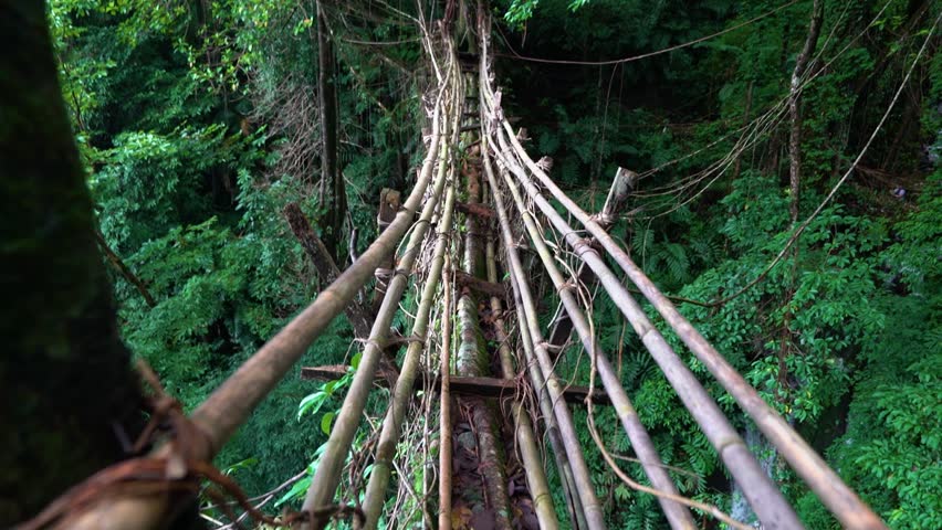 Slow tilting shot of the famous Ficus Elastica bridge created by the Khasi Tribe  Royalty-Free Stock Footage #1108766481