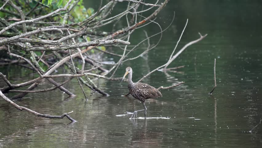 A limpkin or Aramus guarauna wading around in a dirty lake in the late evening light.