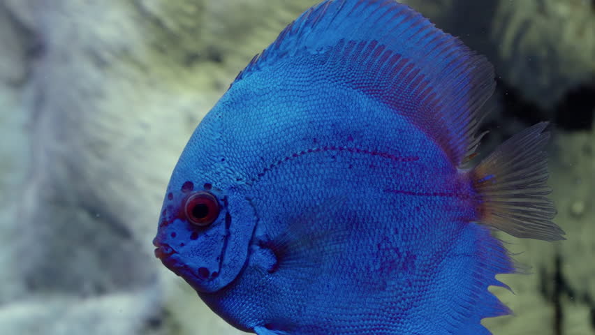 Blue Symphysodon Discus Fish Swimming In A Wild Close-up Macro | Shutterstock HD Video #1108766587