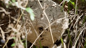Large Asian hornet swarm hidden in brambles