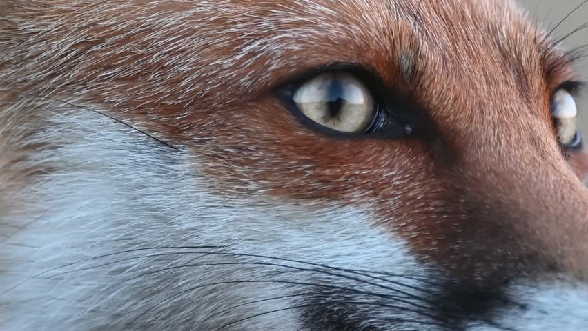 Red fox Vulpes vulpes. Portrait the head red fox on a beautiful background in the wild. The fox looks around. Slow motion. Royalty-Free Stock Footage #1108767905
