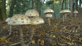 CLOSE UP: Large and numerous parasol mushroom caps in colourful autumn forest. Fairy ring of fungus Macrolepiota procera among fallen leaves in woods. A pleasant sight that delights a mushroom picker. - Powered by Shutterstock - Get 15% off with code: PIKWIZARD15