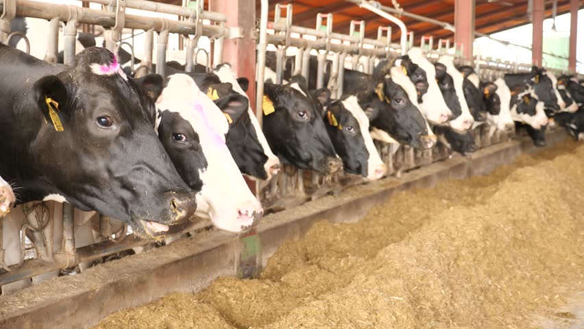 Black and white cows eating forage at shed at livestock breeding farm