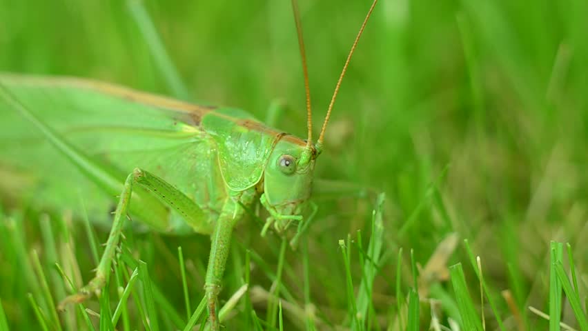 The green grasshopper crawls on the green grass to stop and flies away. grasshopper on the lawn. 