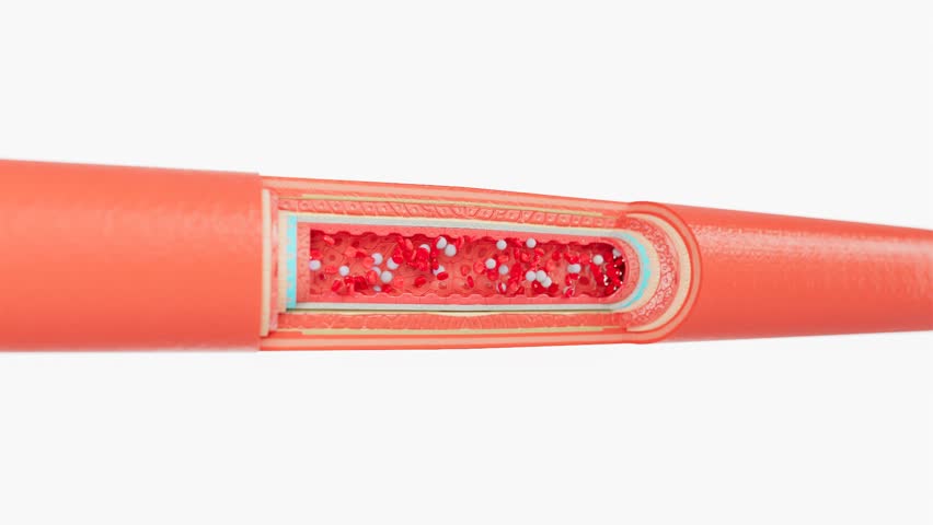 slice of Arter layers that Red and white blood cells flow inside that carry oxygen nutrien from heart to cells.
artery layers : outer layer,smooth muscle, elastic layer,inner laye
