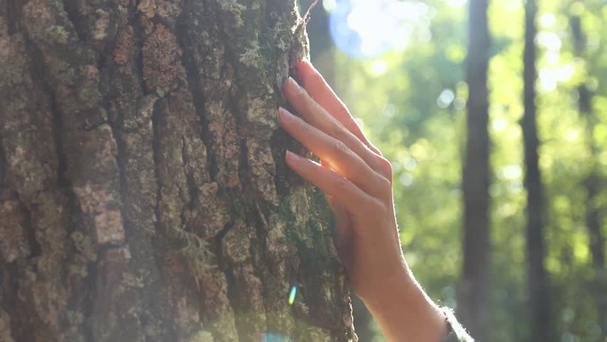 Close up of woman's hand gentle touching the bark of an oak tree. Slow motion of a hand touching the tree texture with sun rays in the background. People and nature environment concept  Royalty-Free Stock Footage #1108778201